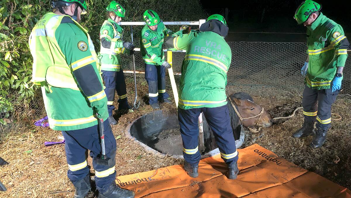 A horse named 'Ace' was trapped in a septic tank over the weekend. Picture supplied