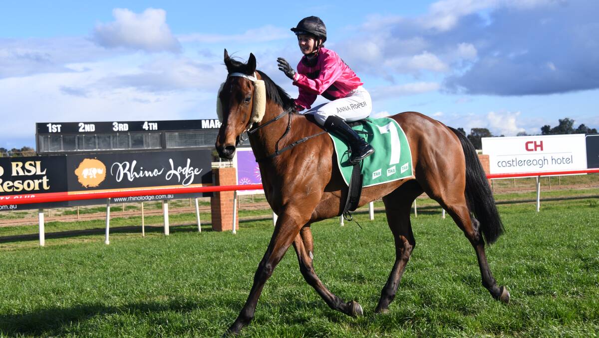 Island Press, picture previously at Dubbo, is one runner Dean Mirfin is aiming to get in the Gold Cup later this year. Picture by Amy McIntyre