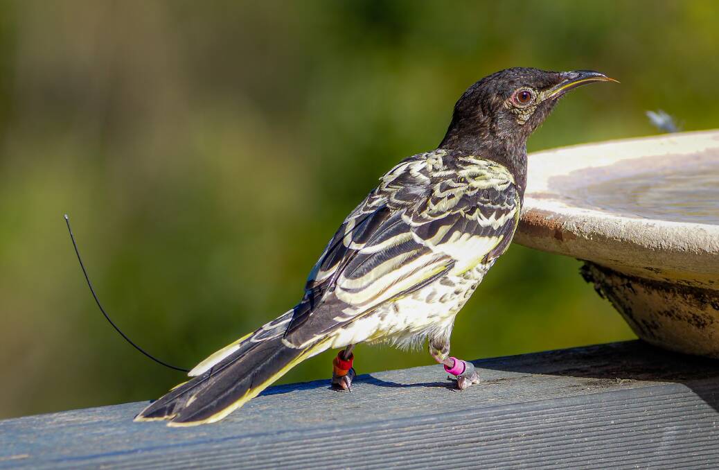 A Regent Honeyeater released as part of the zoo's conservation program. Picture supplied