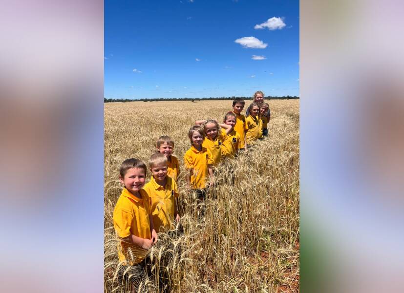 Hermidale Public School students in their wheat crop which earned them the award. Picture supplied