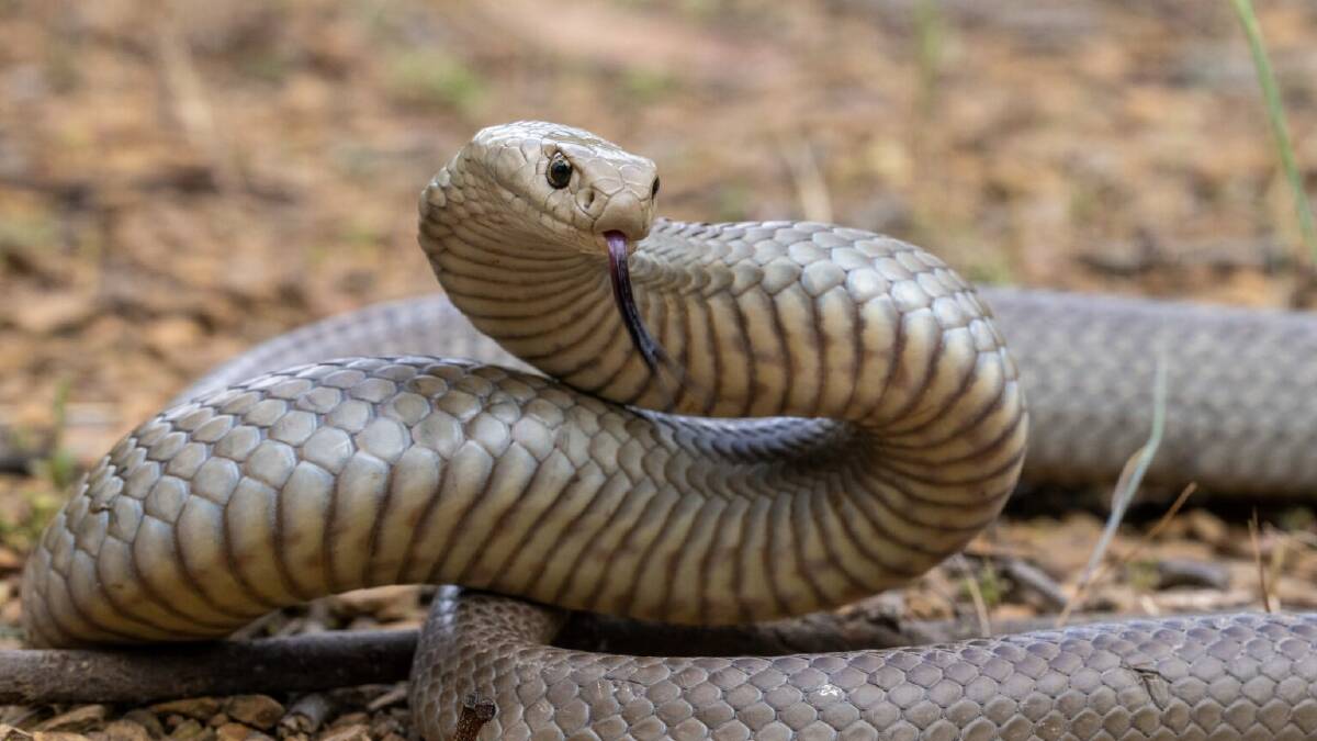 Brown snakes and black snakes are the cause of most bites in Dubbo. Picture via Shutterstock