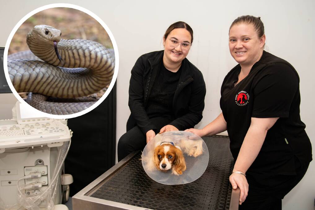 Angela van der Riet and Kirra Woodhead from Orana Veterinary Services in Dubbo with a young patient and an Eastern Brown Snake (inset). Picture by Belinda Soole/inset via Shutterstock