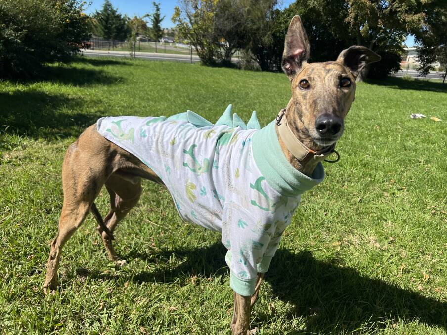Percy posing for the camera in his handmade 'dinosaur outfit' made by his human mum, Ashleigh Parsonage. Picture supplied.