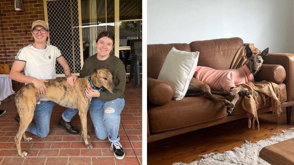 Blayney-based Ricky and Ashleigh Parsonage's adoption of greyhound Percy has changed their lives, with the fun-loving coach potato a staple in the family. Pictures supplied.