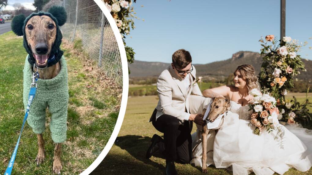 Blayney-based newlyweds Ashleigh and Ricky Parsonage say adopting their greyhound Percy was 'the best thing of their lives'. Pictures supplied.