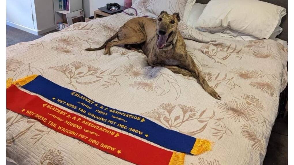 Percy takes first and second places in Blayney's Wet Nose, Tail Wagging 2022 Pet Dog Show. Picture supplied.