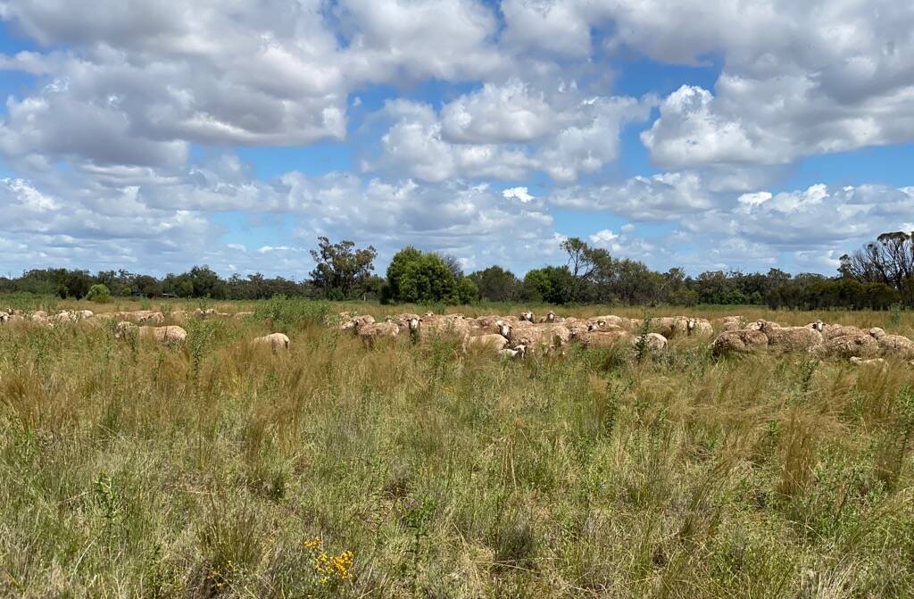Sheep grazing on now dried-out paddocks at Tottenham after flooding on the Bogan River. Picture Supplied