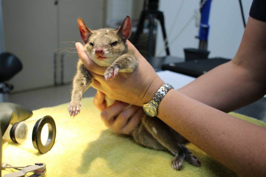 A Western quoll or chuditch going through a health check at the Taronga Western Plains Zoo. Picture supplied