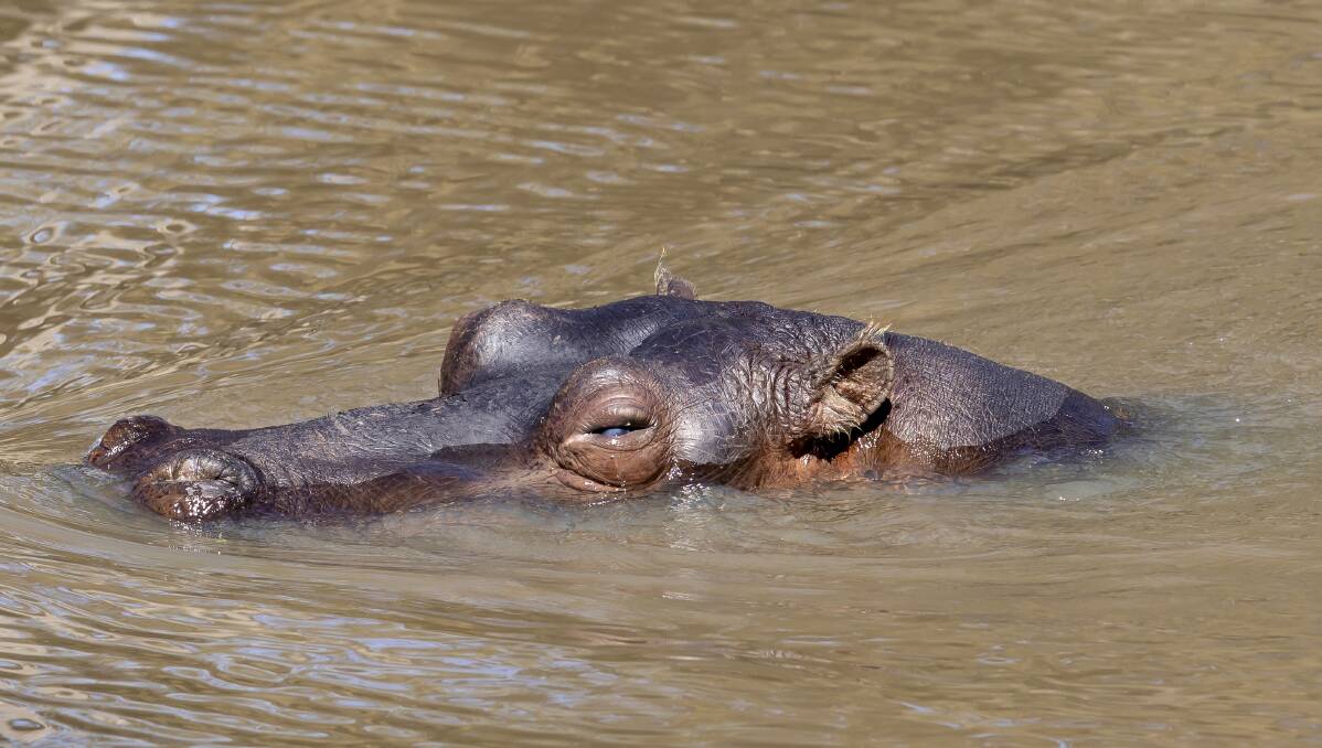 The International Union for Conservation of Nature (IUCN) classifies Hippos as "Vulnerable" on its Red List. Picture by Taronga Western Plains Zoo