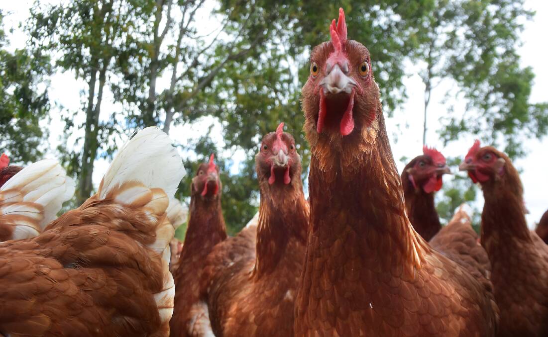 Aviagen will be setting up a 50,000 bird poultry farm in Wellington. Picture file.