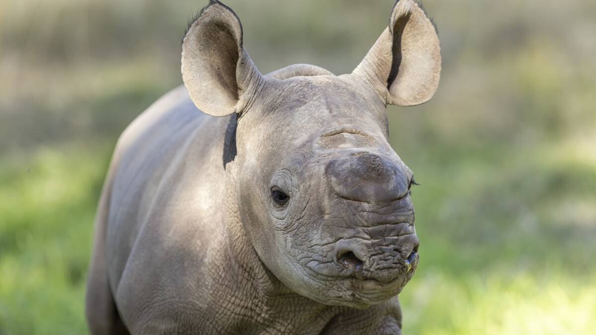 Black rhino calf Matobo was born at Taronga Western Plains Zoo in April 2023. Picture by Rick Stevens