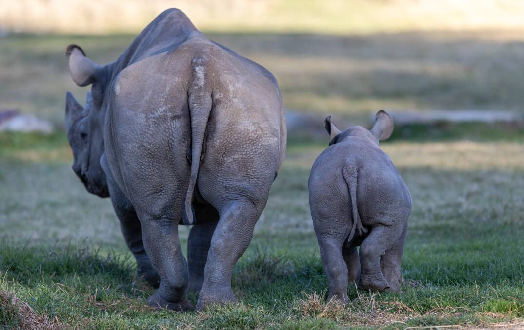 Kufara and Matobo at Taronga Western Plains Zoo. Picture by Rick Stevens