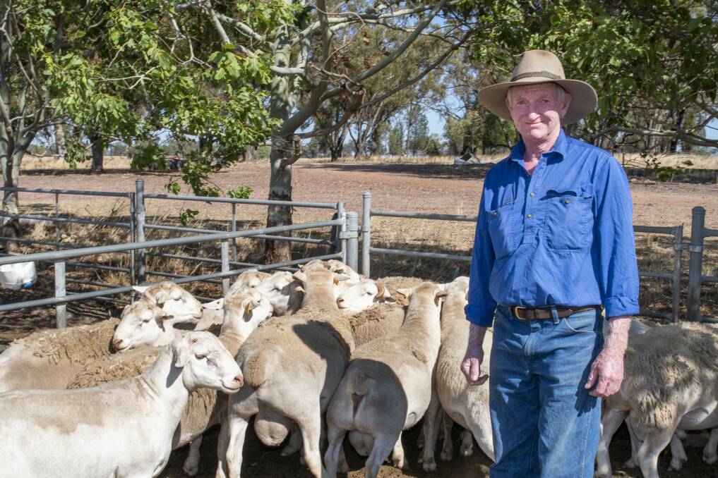 Steve Cresswell is the Chief Sheep Steward at the Dubbo Show. Picture by Belinda Soole