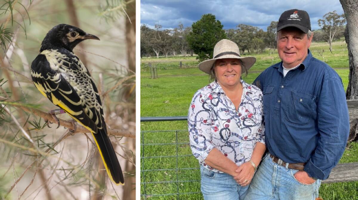An adult regent honeyeater in the captive breeding program at Taronga Western Plains Zoo, and (right) Jillie and Will Arnott, who are regenerating parts of their Coolah Creek property as habitat for the critically-endangered bird. Pictures supplied