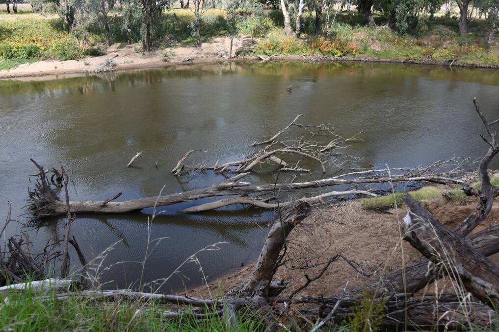 Trees are ripped out by their roots during 2022 flooding on the Macquarie-Wambuul River. Picture by Belinda Soole