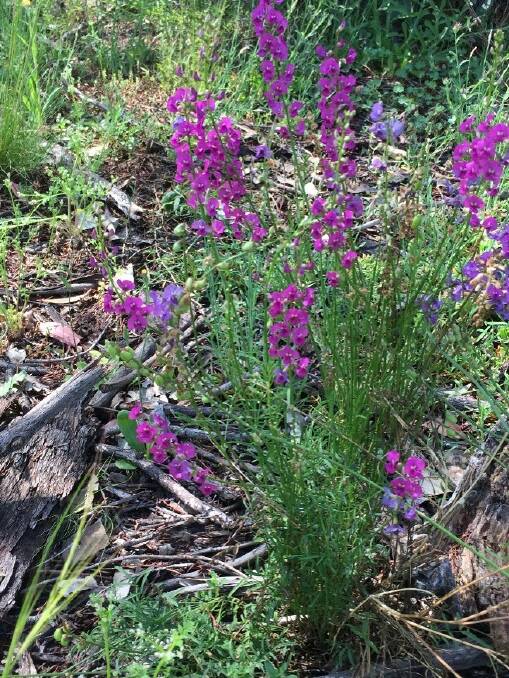 Small purple pea in flower on Will and Jillie Arnott's Coolah Creek property, which is being regenerated as habitat for the critically-endangered regent honeyeater. Picture supplied