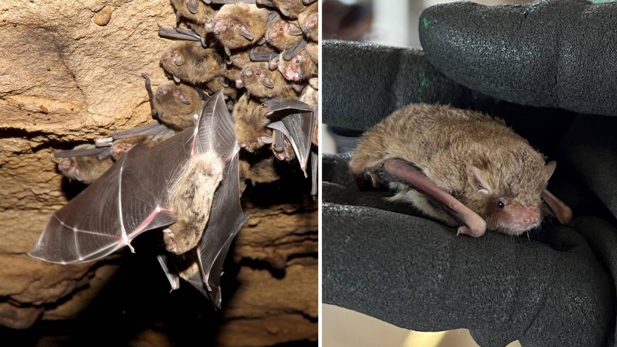 Eastern cave bats (left) and little forest bat. Pictures by John Lemon DPE