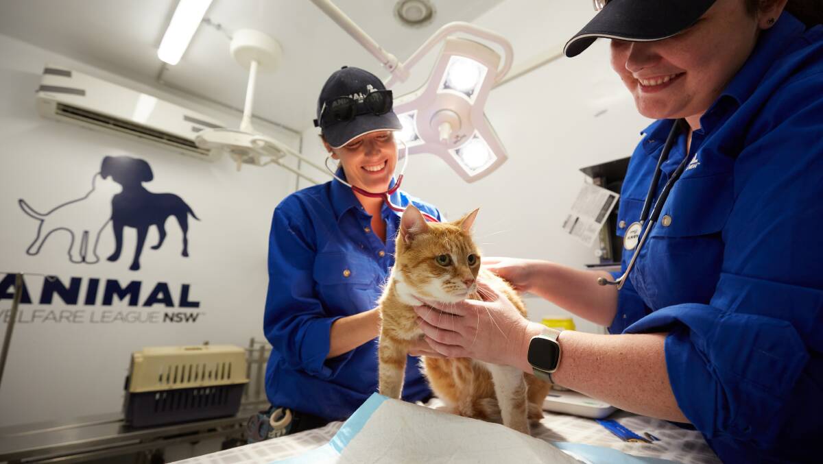 AWL NSW vets undertake a health check on a cat in the Mobile Vet Truck. Picture by AWL NSW