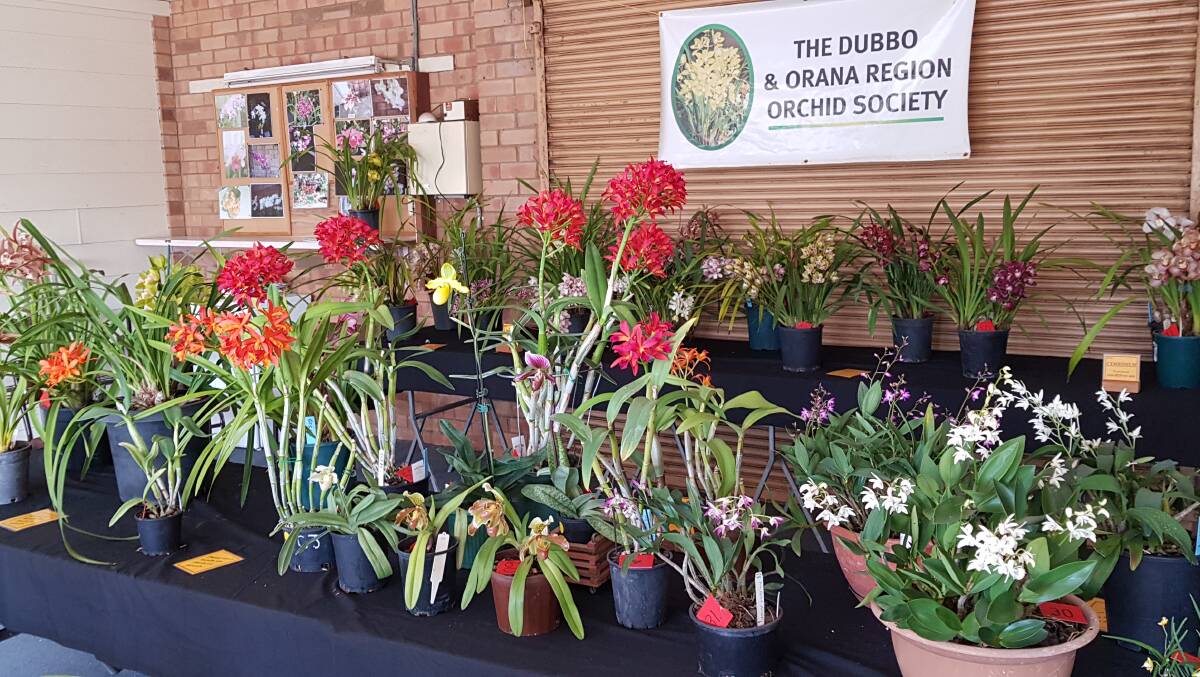 Pictures | Dubbo and Orana Region Orchid Society's 2023 spring show