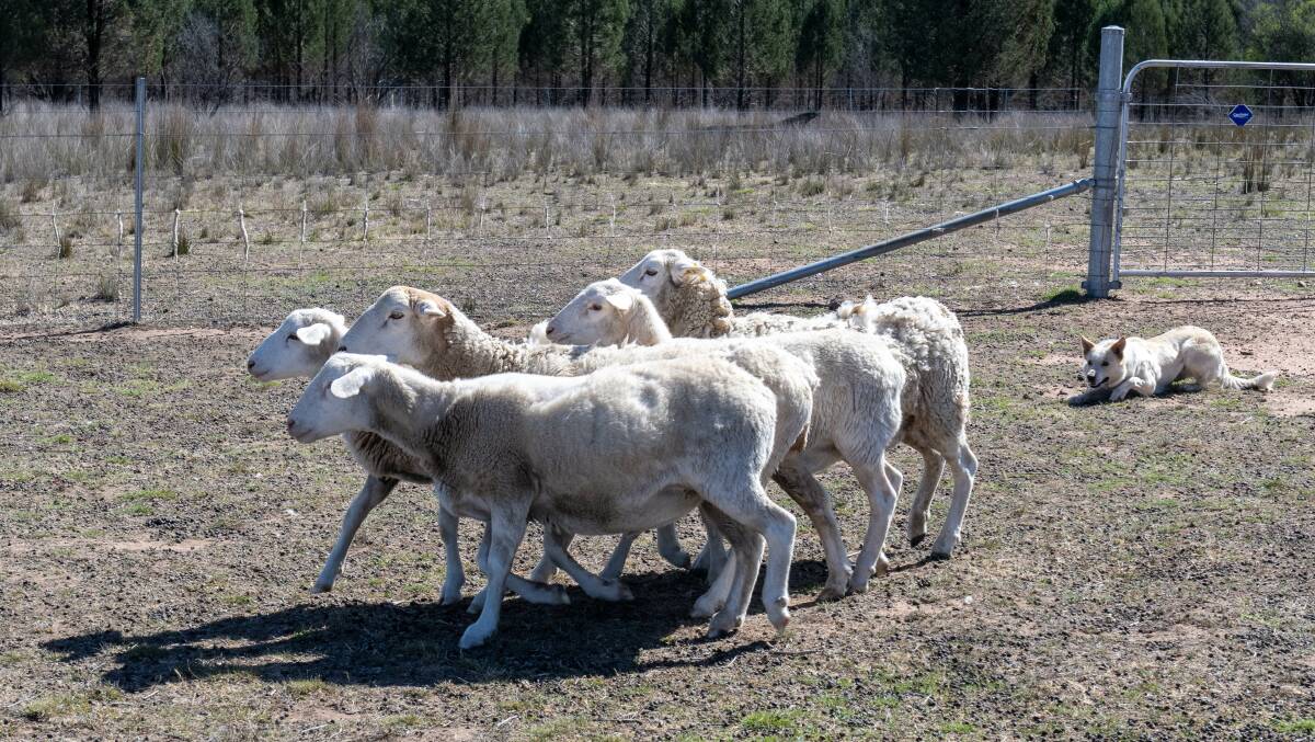 Jon Cantrall's sheepdog herding some sheep. Picture by Belinda Soole