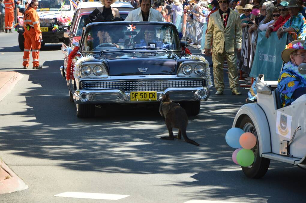 A wallaby made a quick appearance during Saturday's gala Elvis parade.