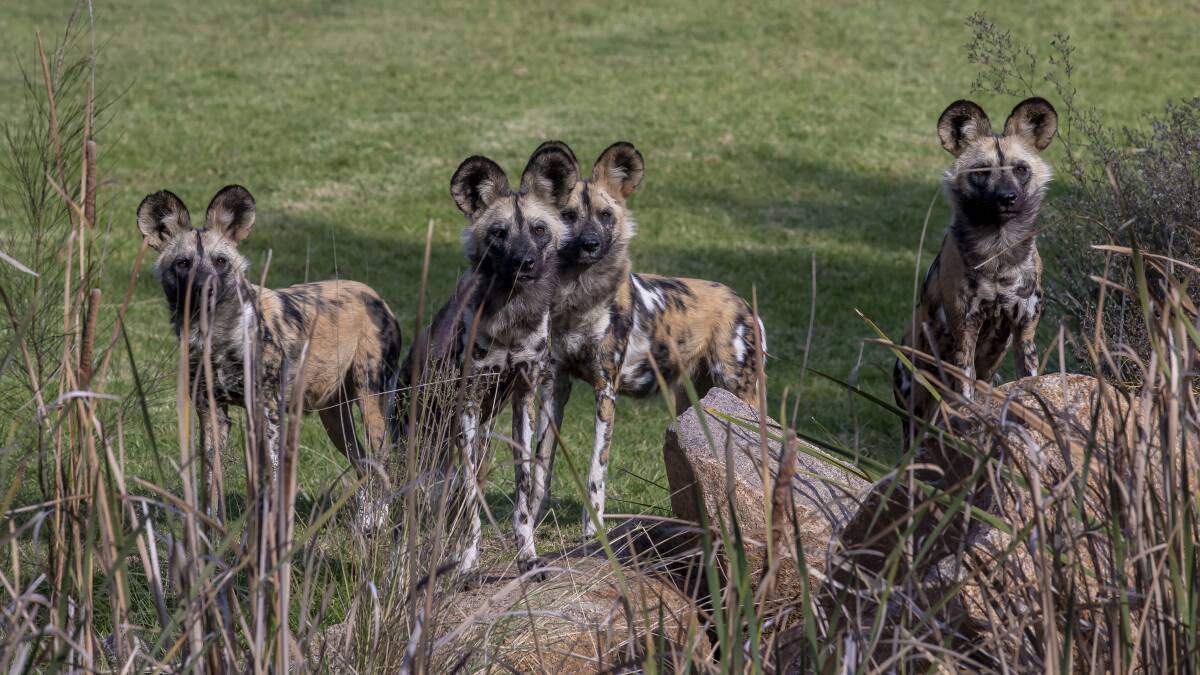 There are four female African Wild Dogs at Dubbo's Taronga Western Plains Zoo. Picture by Rick Stevens