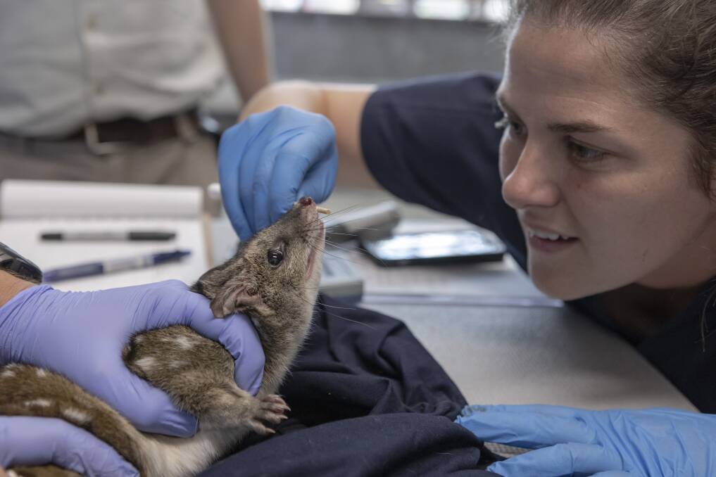 Veterinarian Dr Kathryn Johnson checks over one of the Chuditch at the Wildlife Hospital. Picture by Rick Stevens