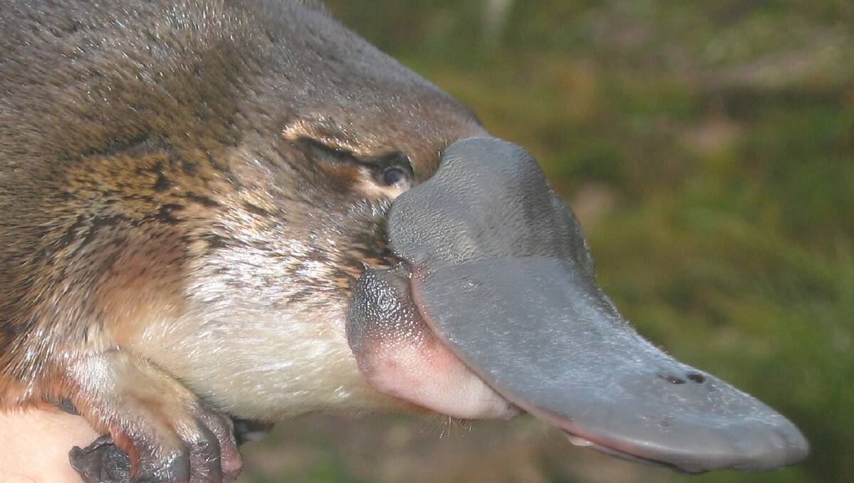 show me pictures of a platypus