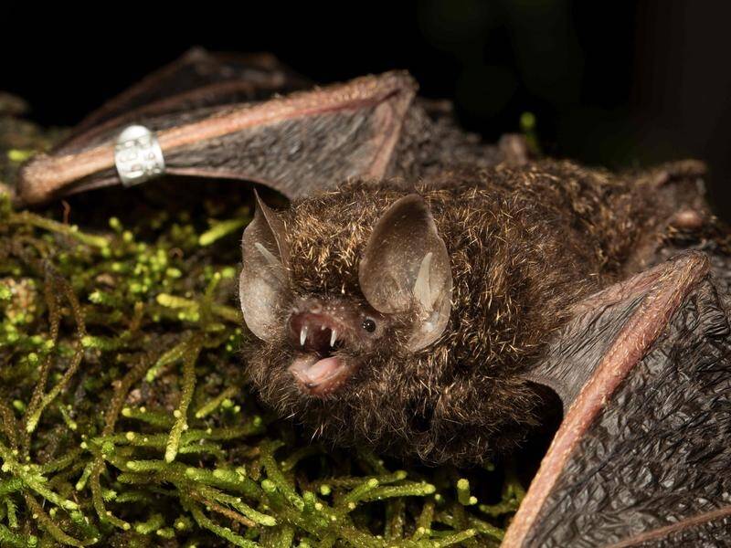 The golden-tipped bat, only as big as the average person's thumb, is Australia's mammal of the year. (PR HANDOUT IMAGE PHOTO)
