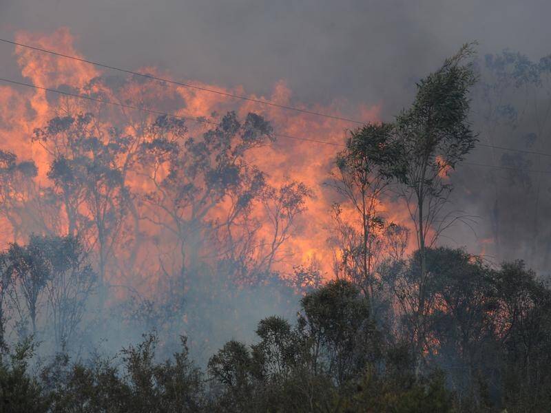New South Wales is facing its most dangerous bushfire season in more than a decade. (Dean Lewins/AAP PHOTOS)