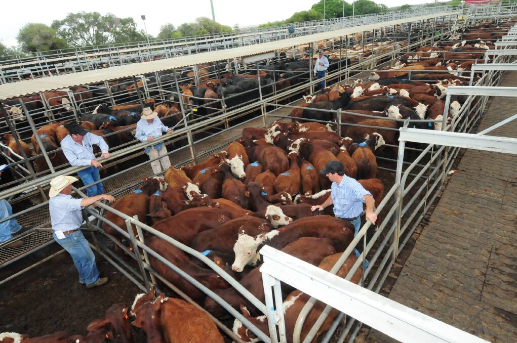 The Dubbo Regional Livestock Market. File picture