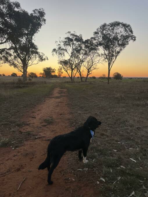Carolyn Brothers' dog Bear is getting plenty of walks while his family takes part in the Run Against Violence. Picture supplied.